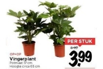 vingerplant