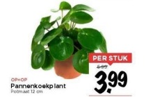 pannenkoekplant