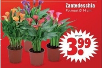 zantedeschia