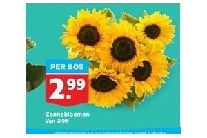 zonnebloemen