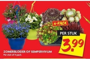 zomerbloeier of sempervivum