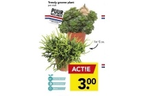 trendy groene plant