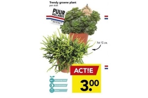 trendy groene plant