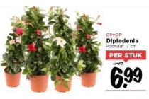 dipladenia