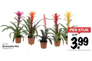 bromelia mix