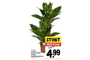 luchtzuiverende plant spathiphyllum