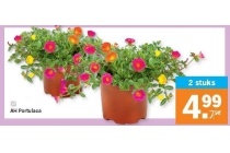 ah portulaca