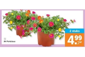 ah portulaca