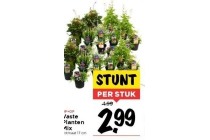 vaste plantenmix