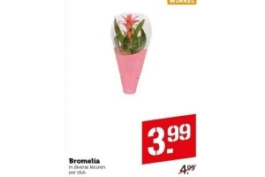 bromelia