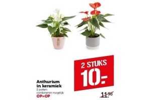 anthurium in keramiek