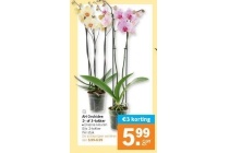 ah orchidee 2 of 3 taks