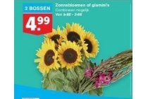 hoogvliet zonnebloemen of glamini s 2 bossen