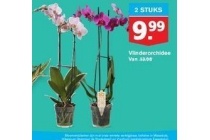 hoogvliet vlinderorchidee 2 stuks