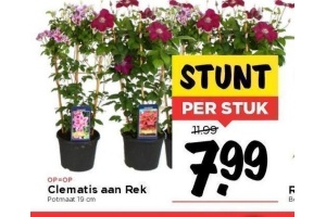 clematis aan rek