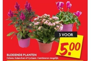 bloeiende planten