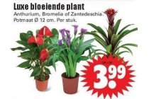 luxe bloeiende plant