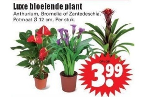 luxe bloeiende plant