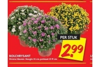 bolchrysant diverse kleuren hoogte 45 cm