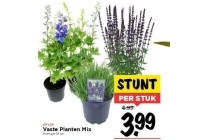 vaste planten mix