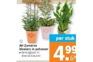 ah zomerse bloeiers in potcover