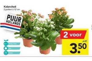 deen kalanchoe 2 stuks van 12 cm