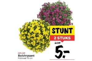 bolchrysant