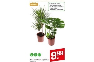 groen kamerplant