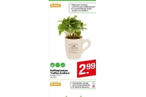 koffieplantjes coffea arabica