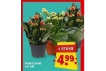 kalanchoe