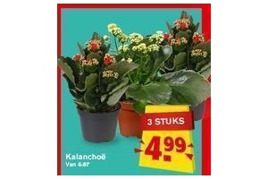 kalanchoe