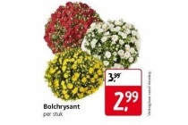 bolchrysant