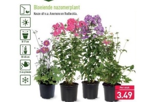 bloeiende nazomerplant