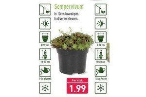 sempervivum