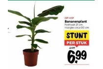 bananenplant