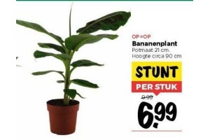 bananenplant