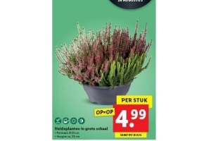 heideplanten in grote schaal