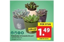 vetplantje in keramische pot