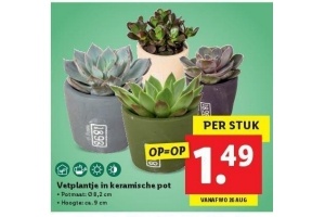 vetplantje in keramische pot