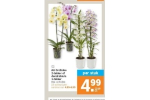 ah orchidee 2 takker of dendrobium 1 takker