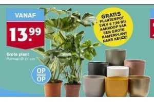 grote plant