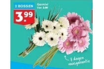 germini bloemen