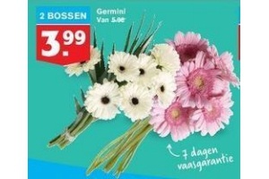 germini bloemen