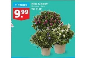 hebe tuinplant