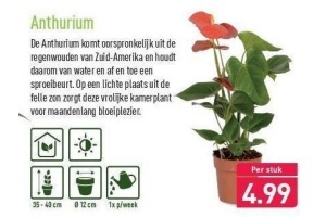 anthurium