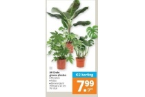 ah grote groene planten