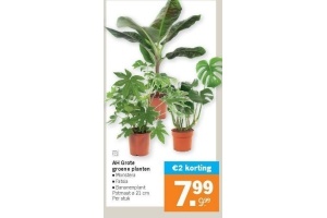 ah grote groene planten