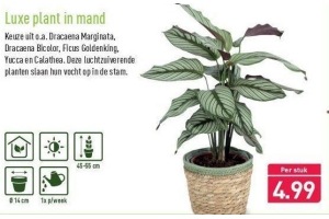 luxe plant in mand