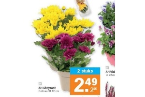 ah chrysant