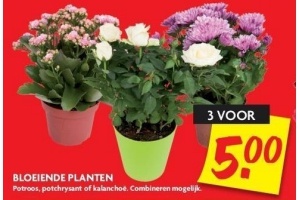 bloeiende planten